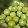 Заготовки из зеленых помидор: рецепты с фото